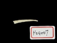 藏品(角貝類)的圖片